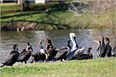 Cormorants and a Pelican 