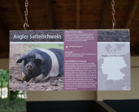 Naturgenuss pur: Der Tierpark Arche Warder. Viele seltene Tierarten leben in der Arche Warder, so das Angler Sattelschwein.