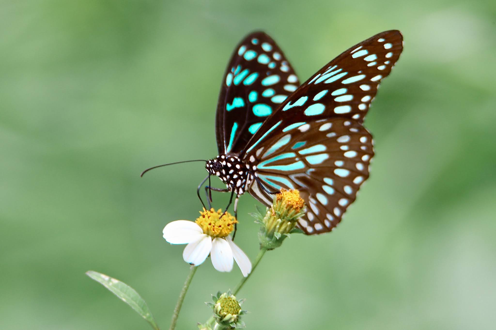 Dark Blue Tiger Butterfly