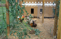 chicken boredom hacks chickens busters keeping chicks natural naturalchickenkeeping raising