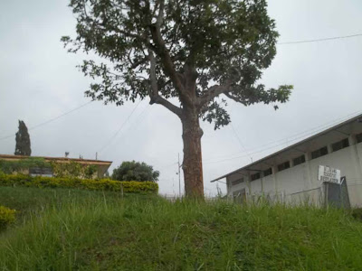 banaran,sukorejo,gunung prau