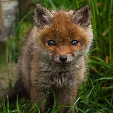 Animales salvajes bebes