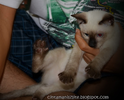CINTAMANISZ Lite: Aksi Shin - kucing siam Fadel