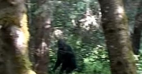 Washington Bigfoot Photo Breakdown
