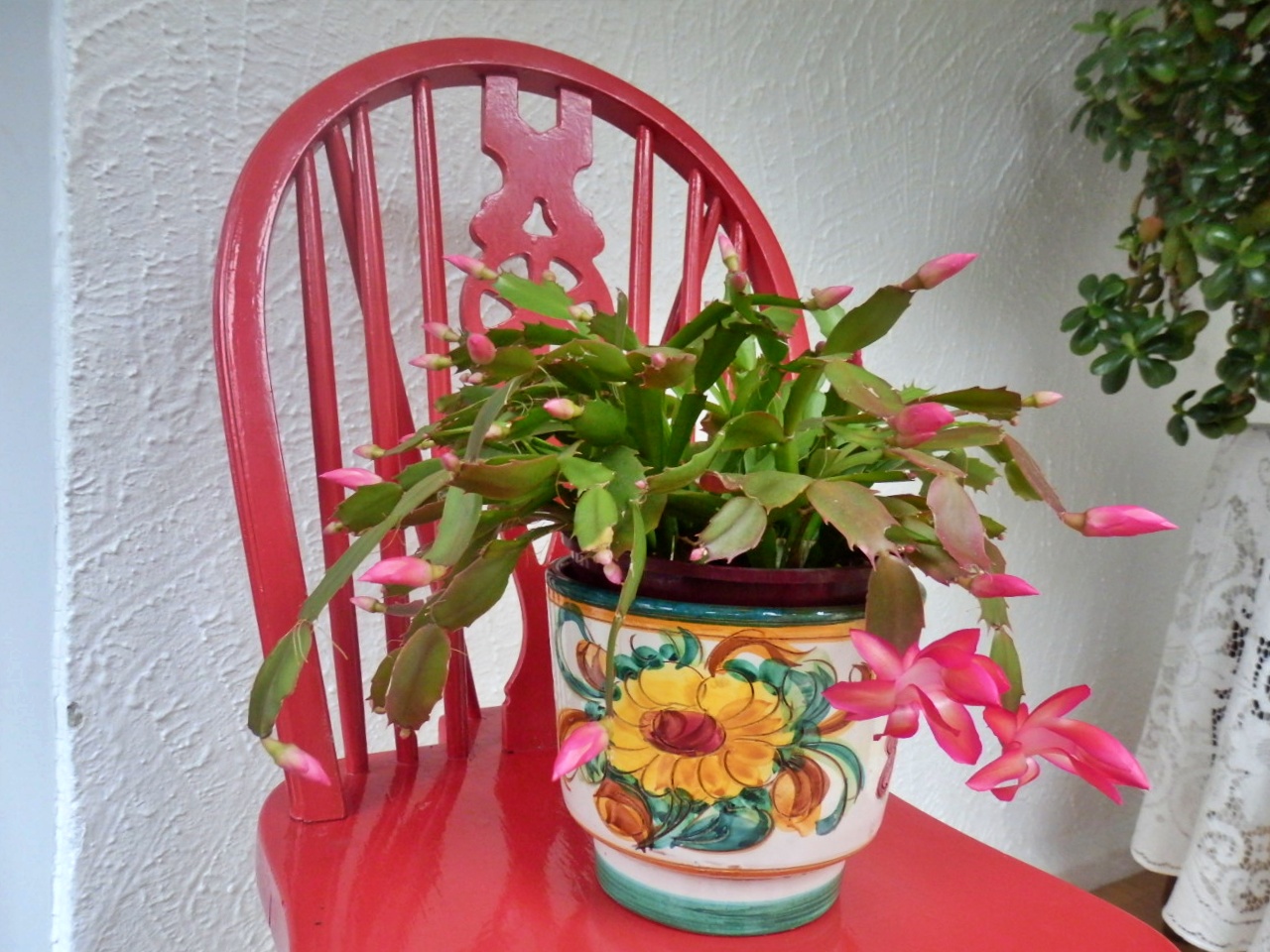 Mike's Cornwall: The Jade Money Plant Attracts Money!