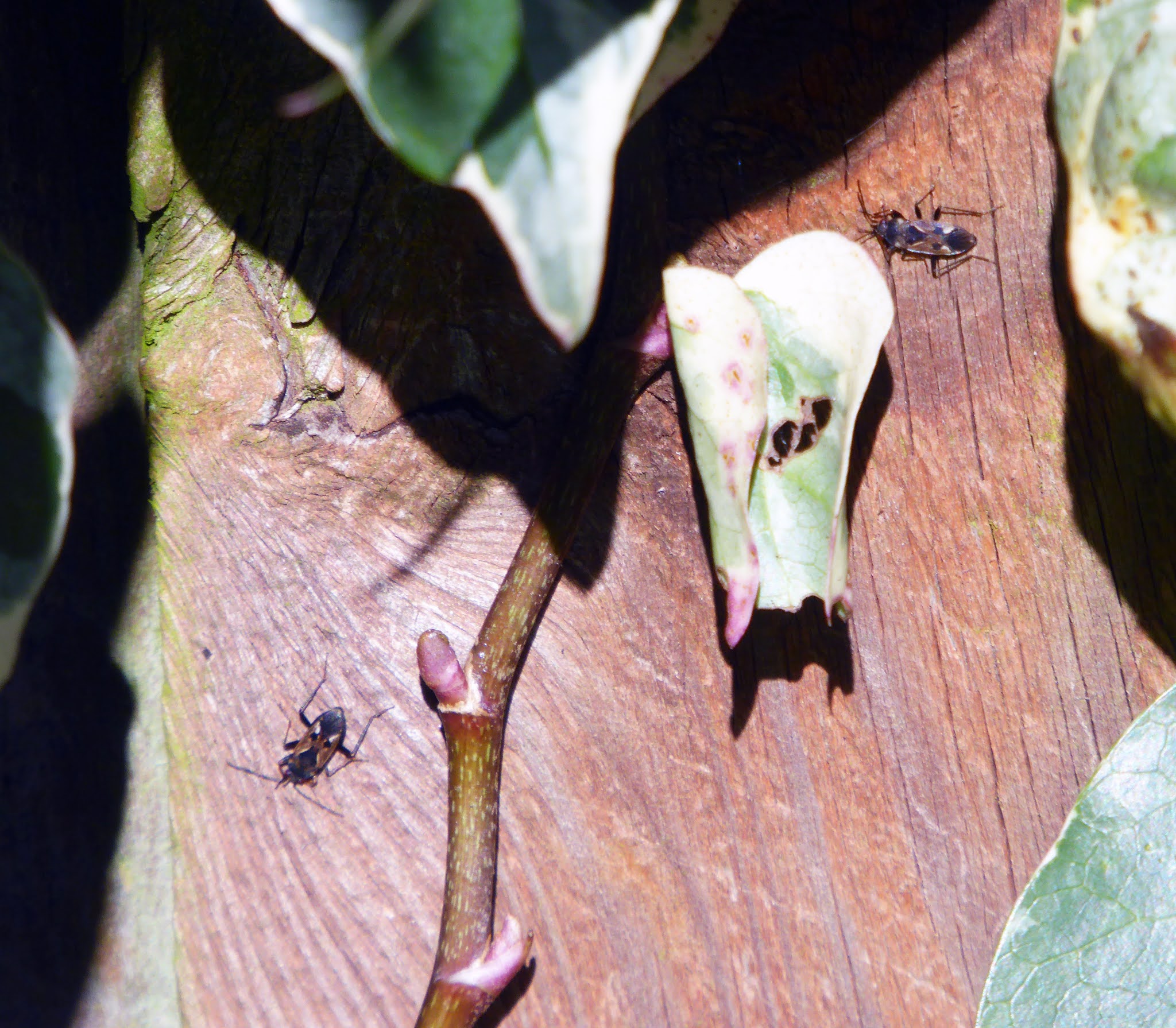 Wild and Wonderful: More Signs of Spring in the Garden