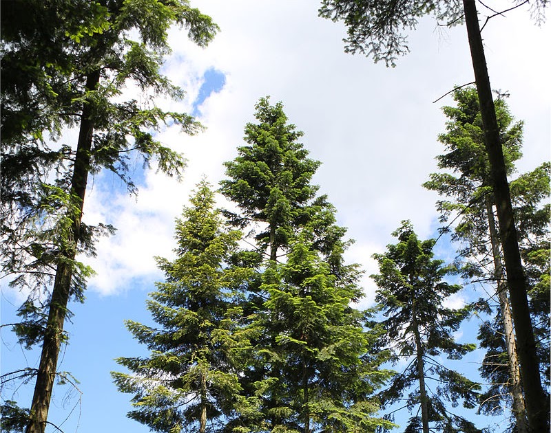 Stories from the Wigwam Medicinal Monday The Magnificent Grand Fir Tree