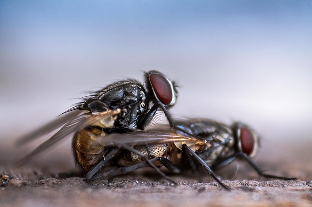Cara Mengusir Lalat Menggunakan Bahan Alami