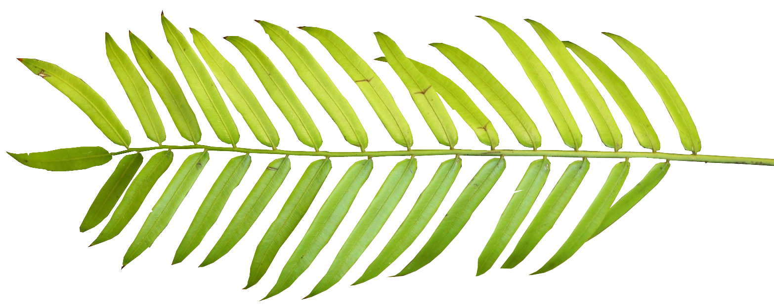 clip art palm tree leaf - photo #34