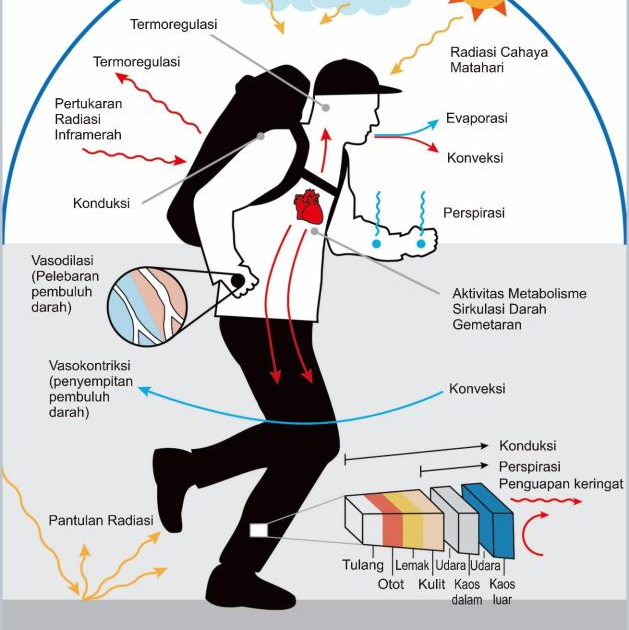 Pengaturan Suhu pada Makhluk Hidup: Manusia, Hewan, Dan Tumbuhan