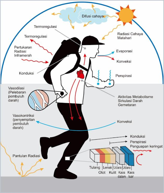 Gambar  Termoregulasi pada manusia