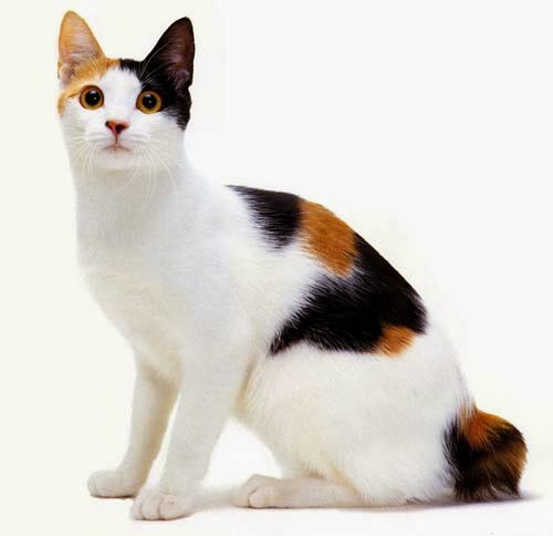 Hewan Peliharaan Dan Pet Shop: Kucing Japanese Bobtail