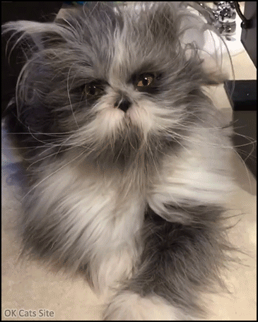 Amazing Cat GIF • Weird cat looking at his human doing her makeup before she goes to work