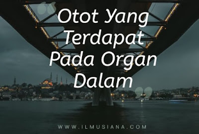 Otot Yang Terdapat Pada Organ Dalam Otot Yang Terdapat Pada Organ Dalam