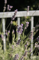 Lavendel, Sommerliebe