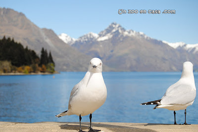 Gaviota maorí (Chroicocephalus bulleri)