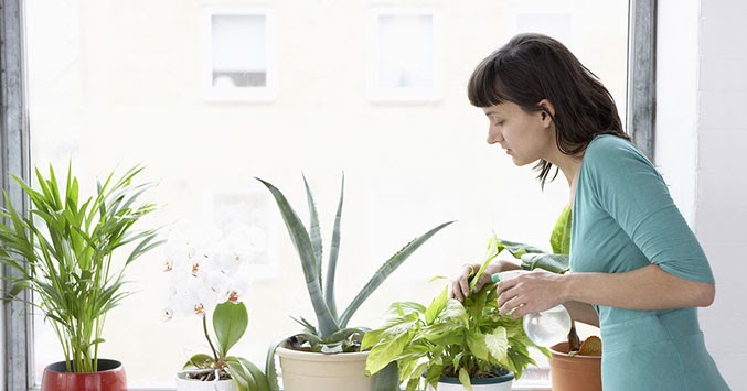 Berkebun Sebagai Hobi Hidroponik Mudah
