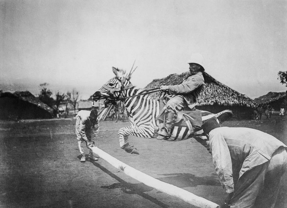16 Vintage Photographs That Show People Riding Zebras From the Late 19th and Early 20th