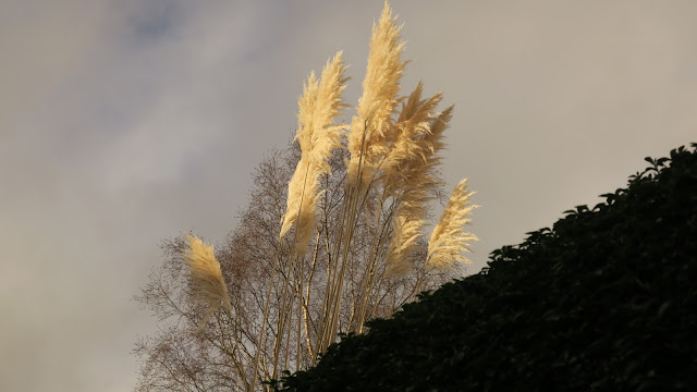 Pampas grass, tree and hedge