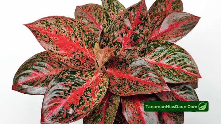 Gambar Aglaonema Stardust Gambar-Aglaonema-Stardust