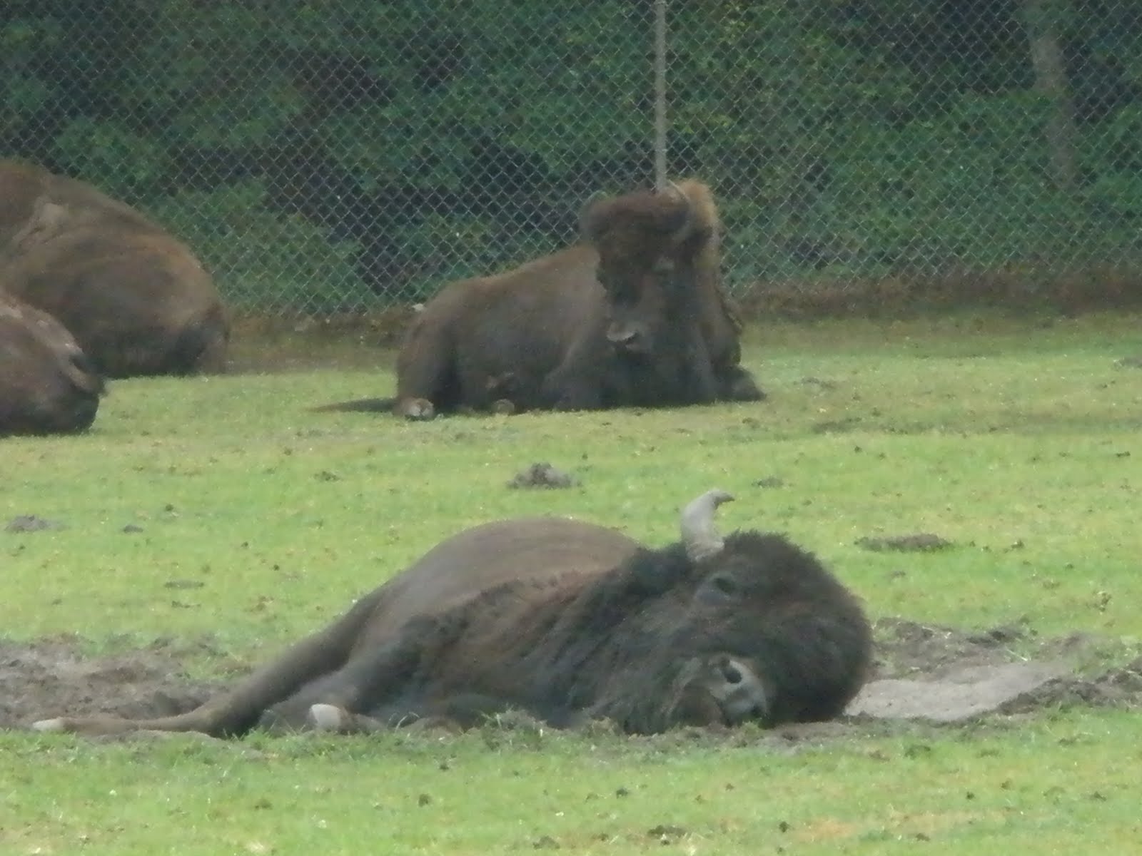 WHS AP Biology 2011: Homeostasis of an Organism