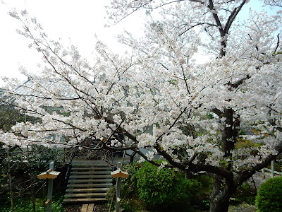 宝戒寺の桜