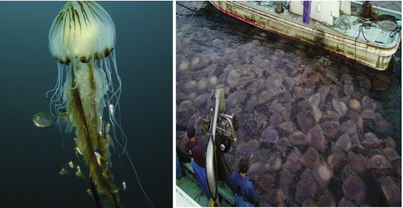 Climate Change and Ocean Stratification: Rise of the ...