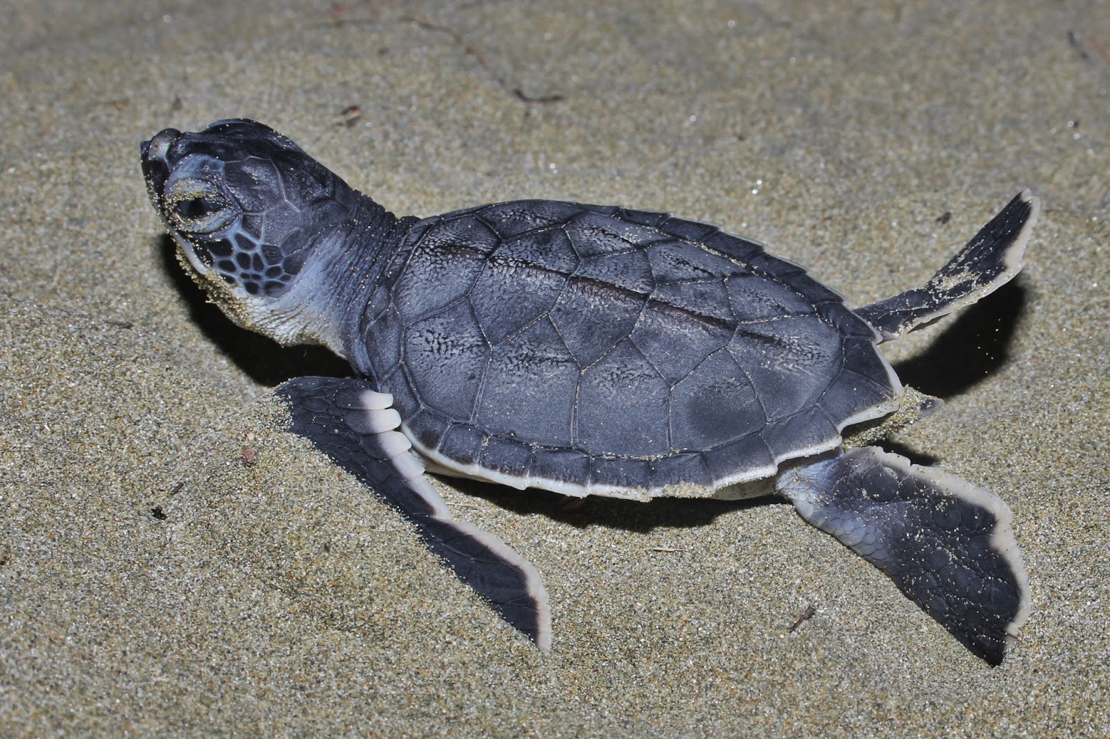 Малыш черепахи. Зеленая суповая черепаха. Морская черепаха. Зеленая (суповая морская черепаха). Черепаха Берти.
