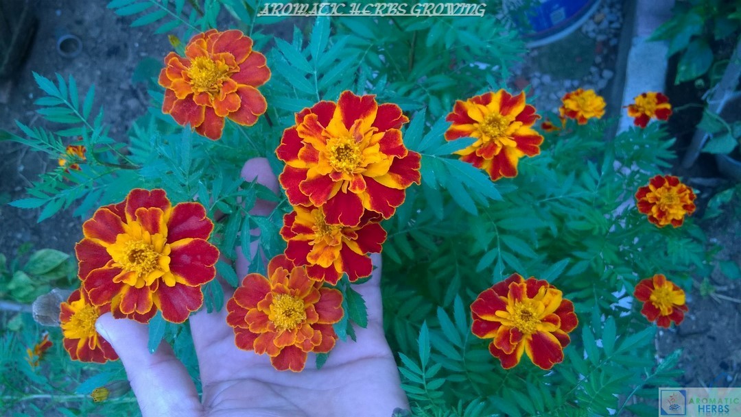 How to Collect and Store Marigold Seeds