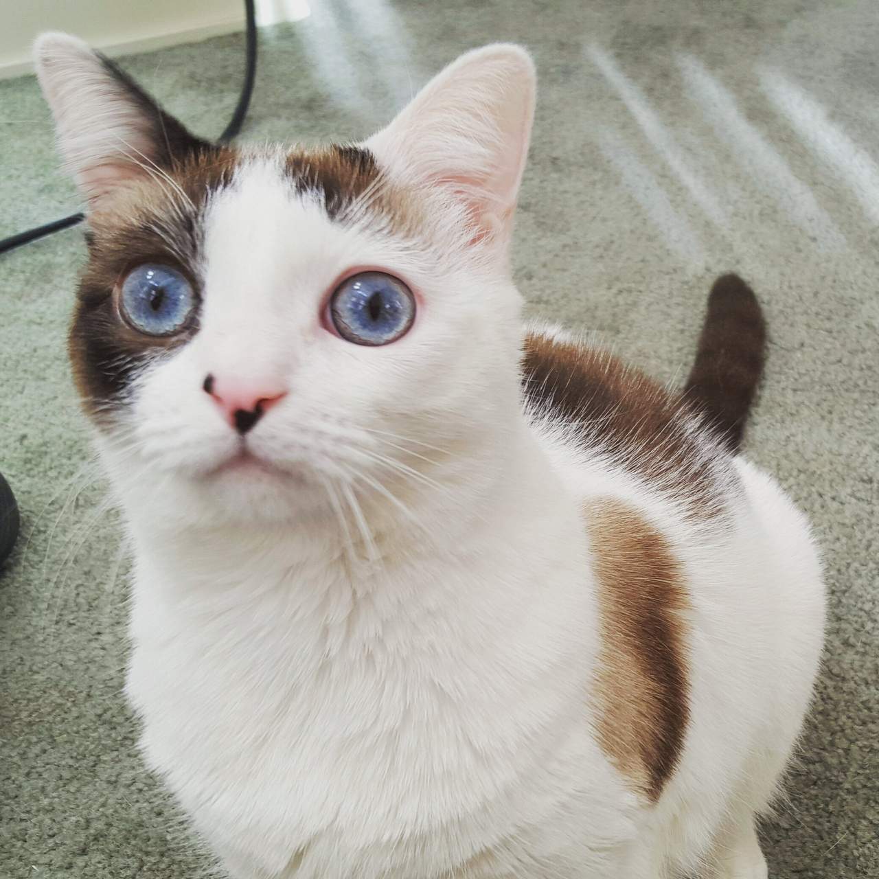 Sharing Funny cats part 193 (40 pics + 10 gifs) Love I Love Funny