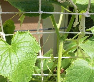 Cucumbers_growing_on_a_string_lattice_structure.jpg