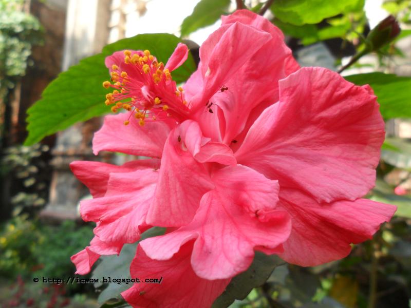 Chinese Rose Hibiscus Rosa Sinensis