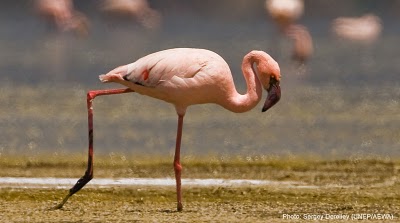 Lesser Flamingo