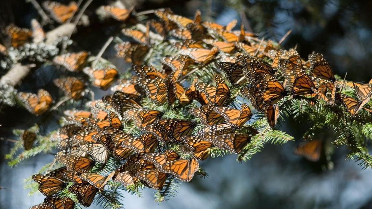 SANTUARIO MARIPOSA MONARCA MICHOACÁN ABREN 03 SANTUARIO MARIPOSA MONARCA MICHOACÁN ABREN 03