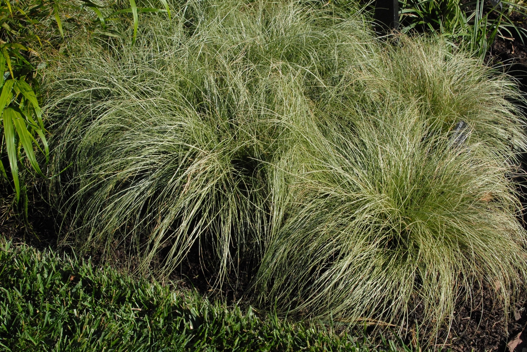 Carex romans