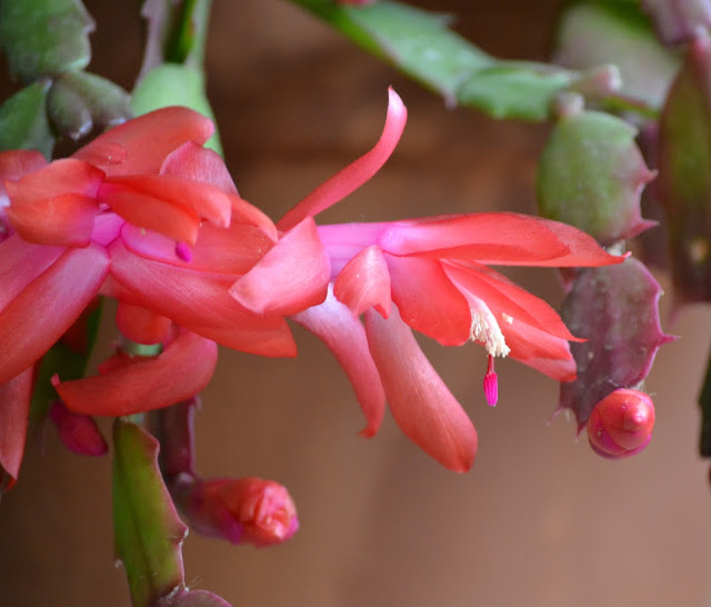 Christmas Cactus flower- Schlumbergera