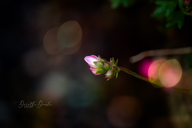 spring, Frühling, Dorothe Domke, photoart, Fotoart, Fotokunst