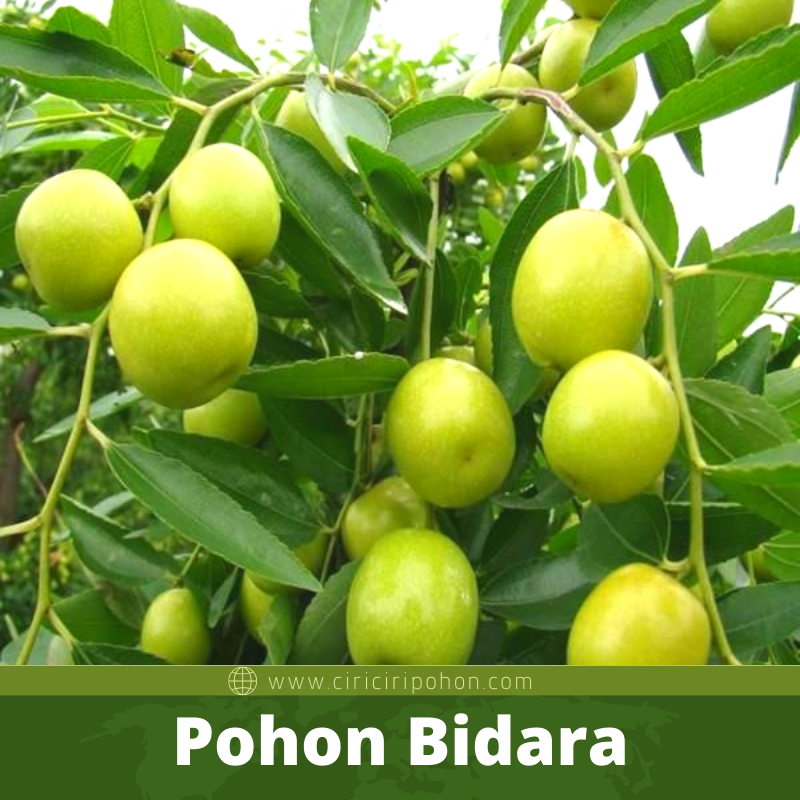 Bibit Pohon Bidara