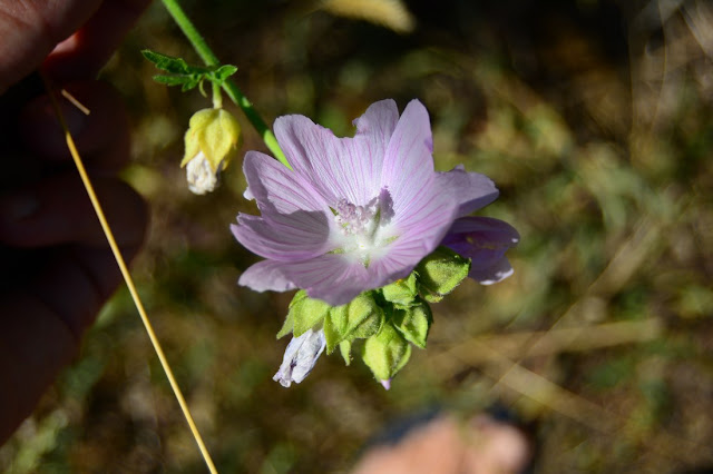 Malva alcea Malva alcea