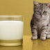 Το γάλα αρέσει στις γάτες;...