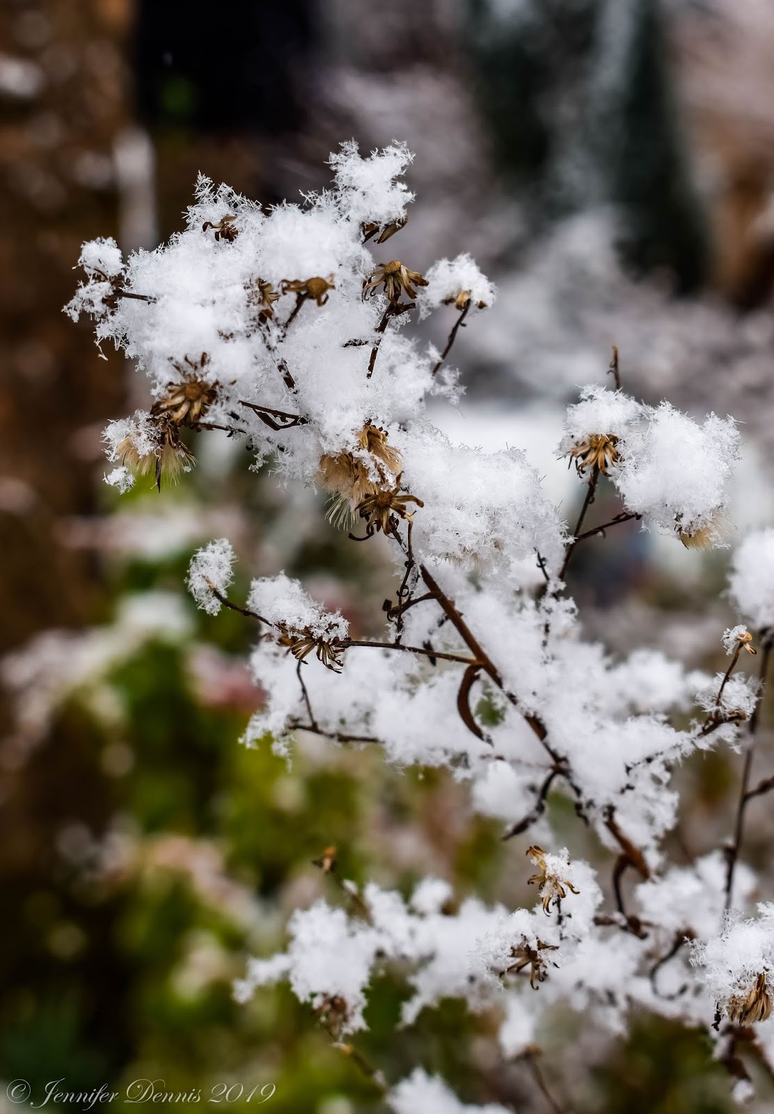 The Back Quarter Acre Pieris Parity
