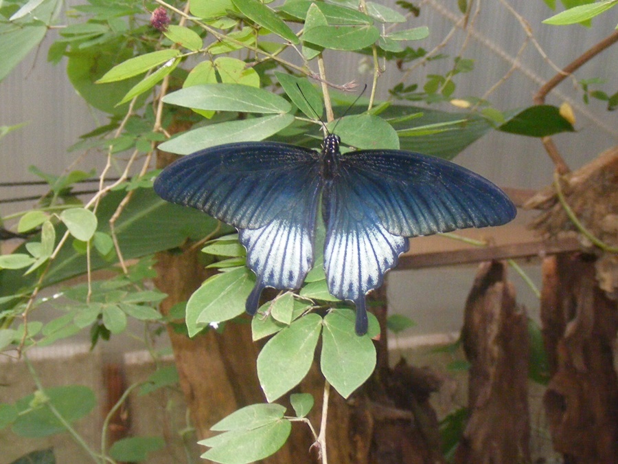 photographing New Zealand Thames Butterfly House