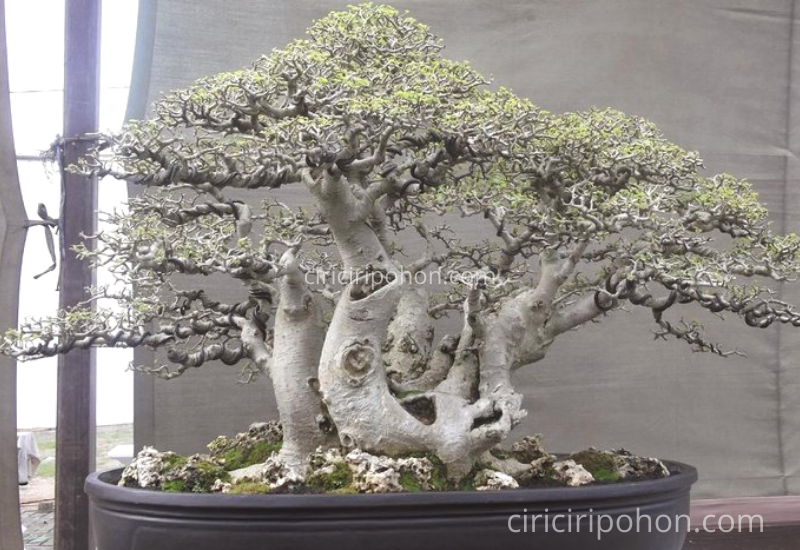 Ciri Ciri Pohon Bonsai Serut