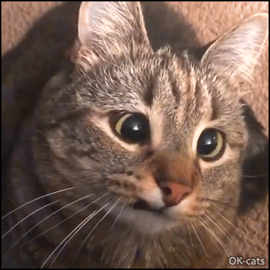 Hilarious Cat GIF • Funny cross-eyed and derpy kitty with crazy eyes but cute as well Hilarious Cat GIF • Funny cross-eyed and derpy kitty with crazy eyes but cute as well