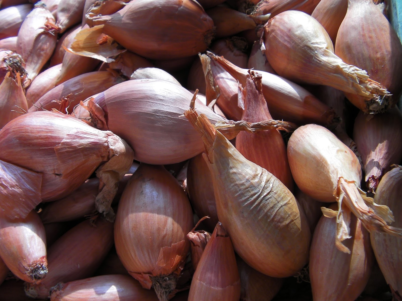 comment planter des echalotes grises