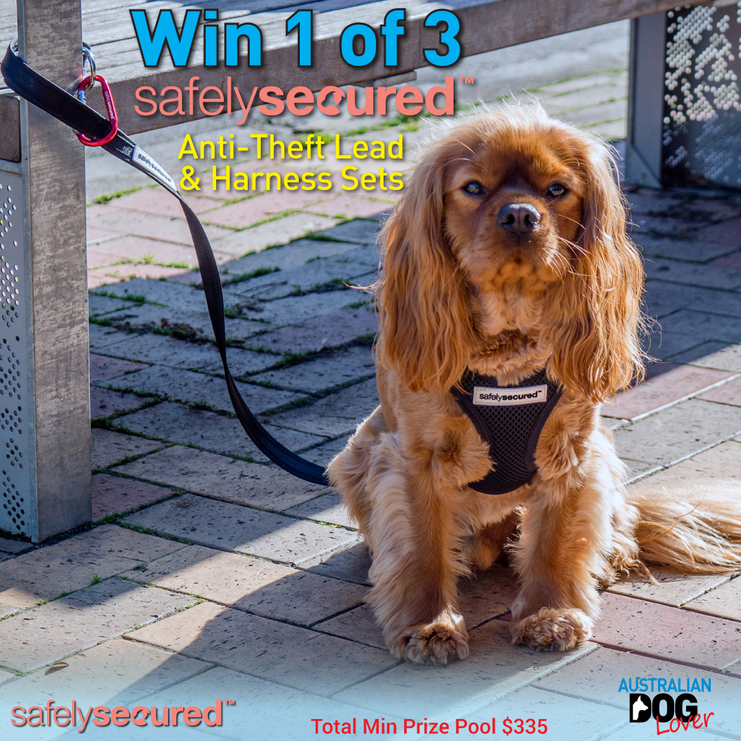 Win 1 of 3 Safely Secured AntiTheft Dog Lead & Harness Sets
