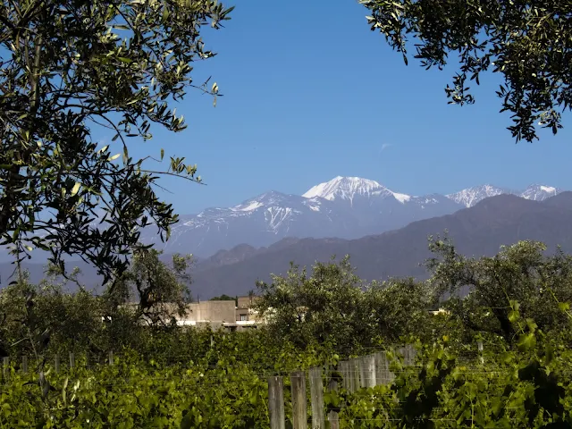 Alta Vista Vineyard near Mendoza Argentina (with the Andes behind)