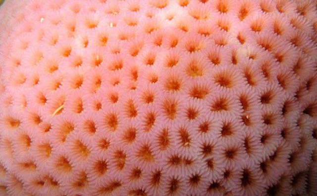 فوبيا الثقوب فوبيا الثقوب