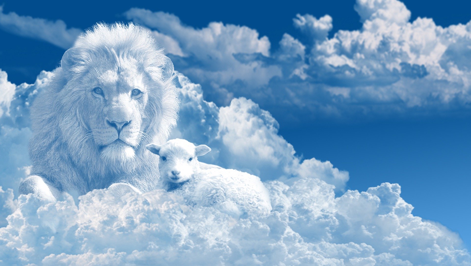 Animals in Heaven XFXWallpapers