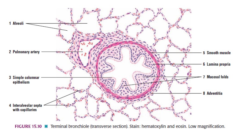 Histologi sistem respirasi
